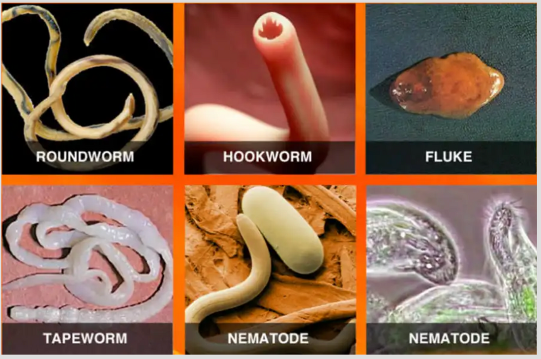 What Are PARASITES 101: Vital Info I Wish I Knew Sooner